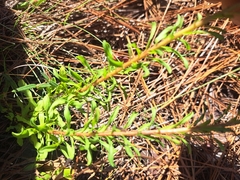 Chrysopsis linearifolia, photograph author not stated, no rights reserved