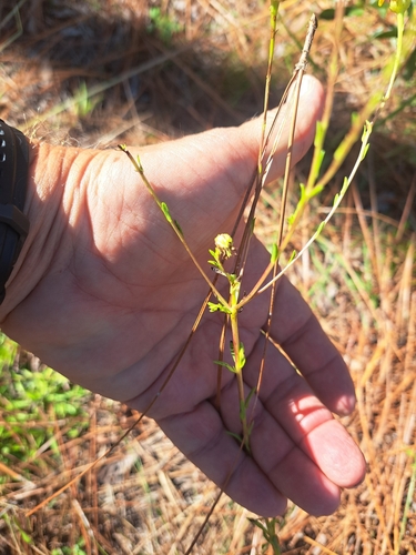 Chrysopsis linearifolia, photograph 6
