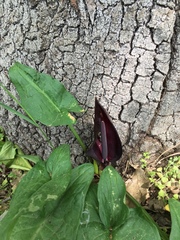 Arum elongatum