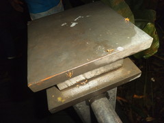 Oecophylla smaragdina