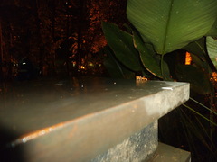 Oecophylla smaragdina