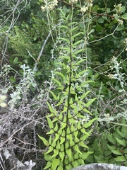 Cheilanthes viridis viridis