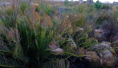Protea witzenbergiana