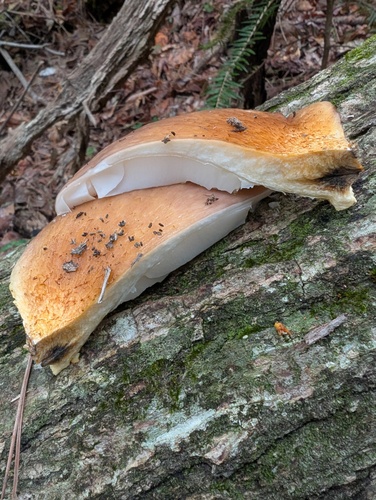 Omphalotus japonicus