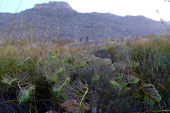 Protea witzenbergiana