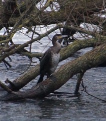 Phalacrocorax carbo
