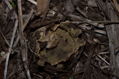 Scleroderma texense