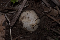 Scleroderma texense