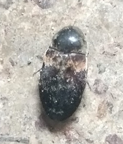 Dermestes carnivorus, 2025-10-13