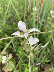 Syncolostemon persimilis