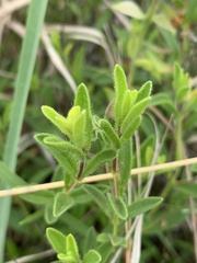Syncolostemon persimilis