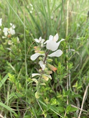 Syncolostemon persimilis