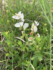 Syncolostemon persimilis