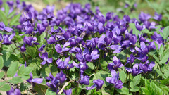 Viola odorata