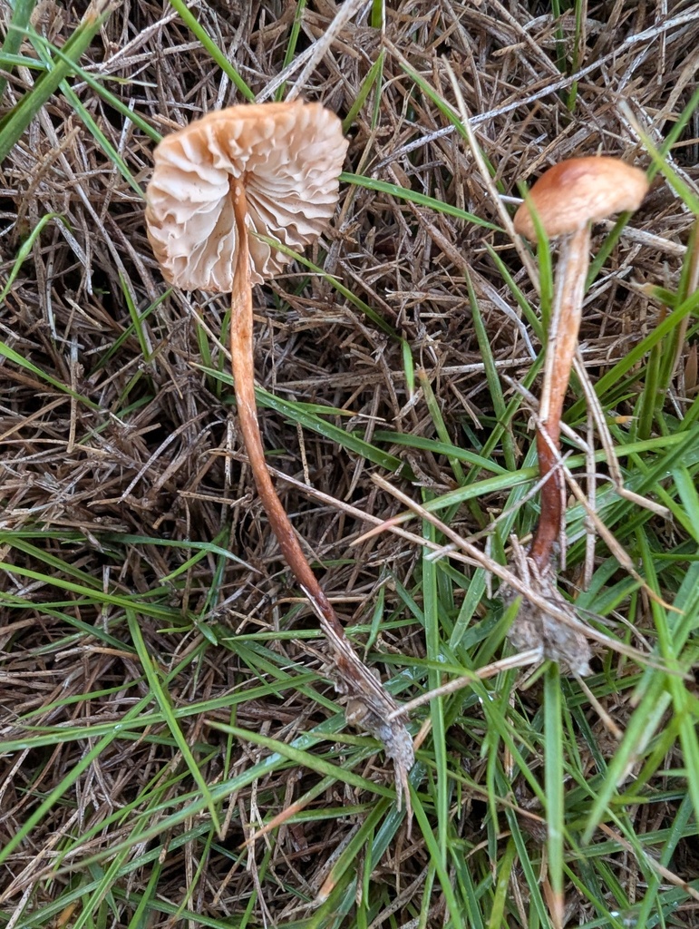 Marasmius oreades · October 2025 · photo: © atsushi_nakajima_cirque (iNaturalist, cc-by)
