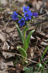 Pulmonaria angustifolia