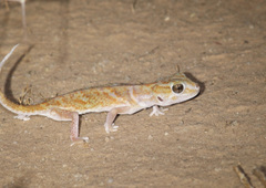 Chondrodactylus angulifer