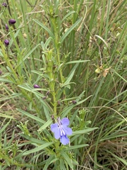 Rotheca louwalbertsii