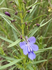 Rotheca louwalbertsii