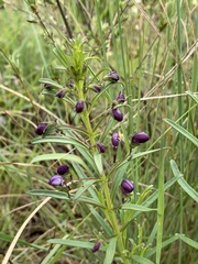 Rotheca louwalbertsii