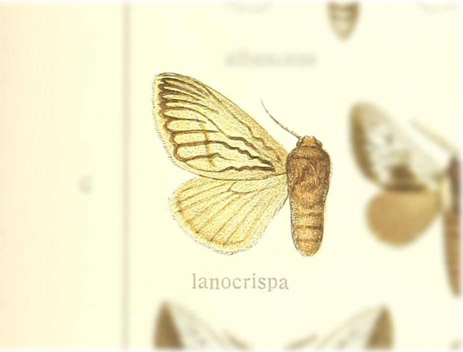 Podalia lanocrispa