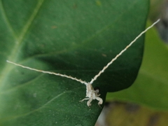 Elasmoscelis perforata