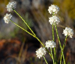 Lachnaea globulifera incana