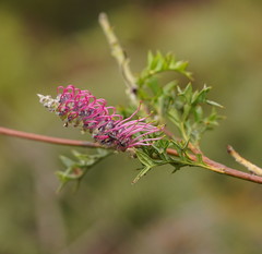Grevillea acanthifolia