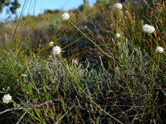Lachnaea globulifera incana