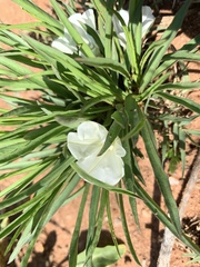 Ipomoea simplex