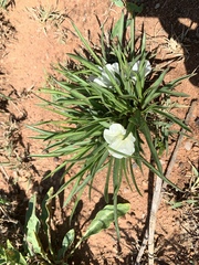 Ipomoea simplex