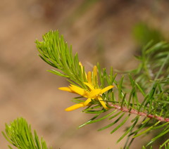 Persoonia acerosa
