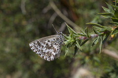 Lepidochrysops oreas oreas