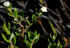 Phylica nervosa