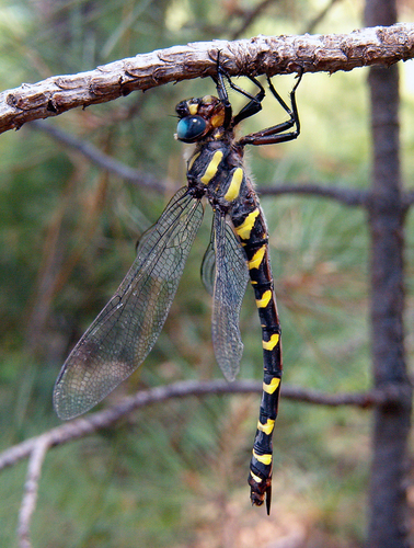 Apache Spiketail photo 2