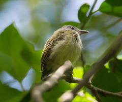 Oncostoma cinereigulare