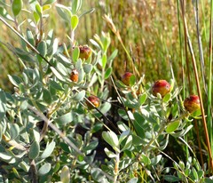 Leucadendron glaberrimum erubescens