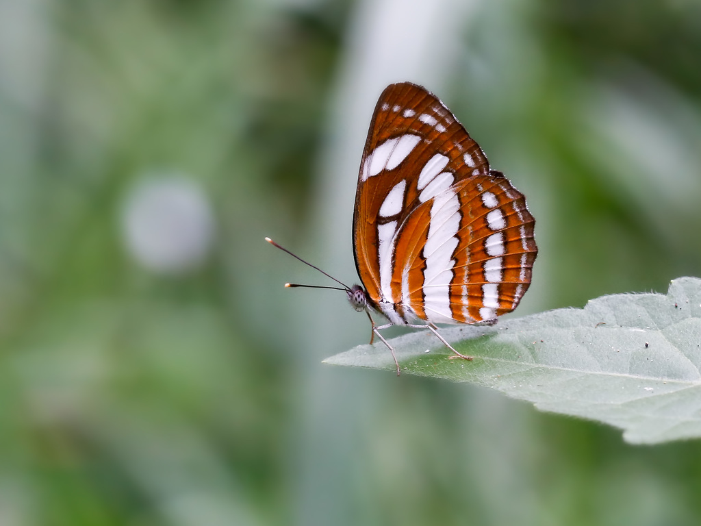 Common Sailer