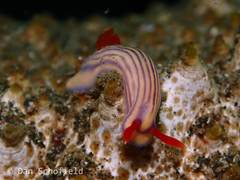Hypselodoris maridadilus