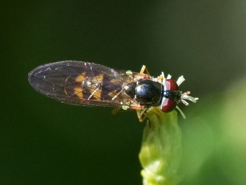 Unknown species found near South OCO, OR, USA