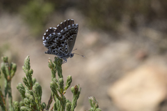 Lepidochrysops methymna methymna