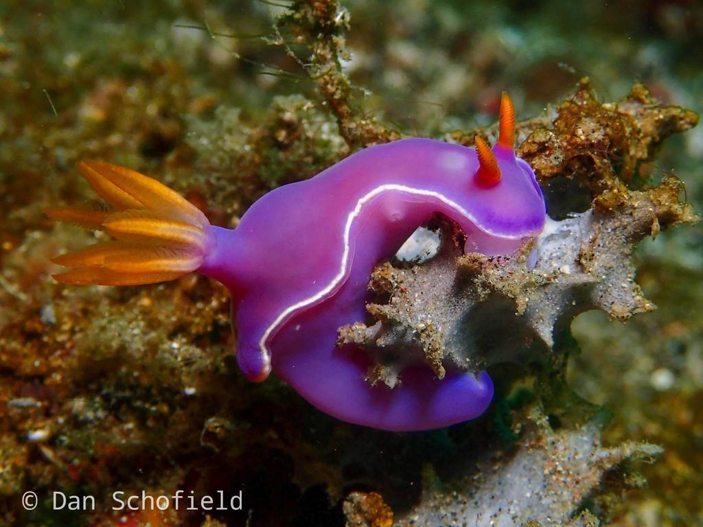 Lavender Split-tooth Dorid