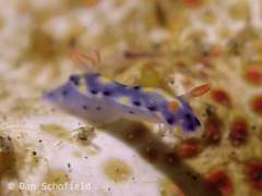 Hypselodoris roo