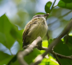 Oncostoma cinereigulare