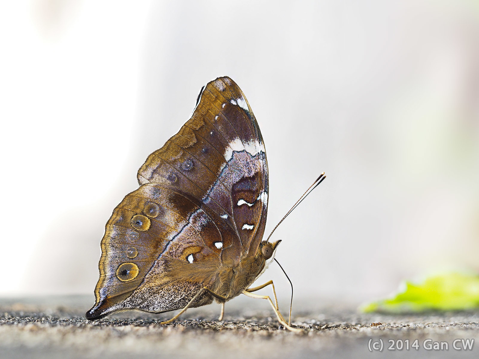 Autumn Leaf (Doleschallia bisaltide) · iNaturalist