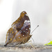 Mariposa de Ala de Hoja - Photo (c) Green Baron Pro, algunos derechos reservados (CC BY-NC-ND)
