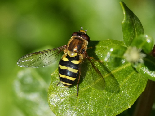 Unknown species found near South OCO, OR, USA