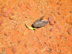 Platypleura capensis