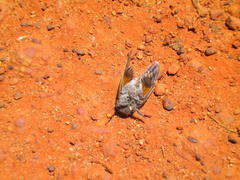 Platypleura capensis