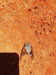 Platypleura capensis